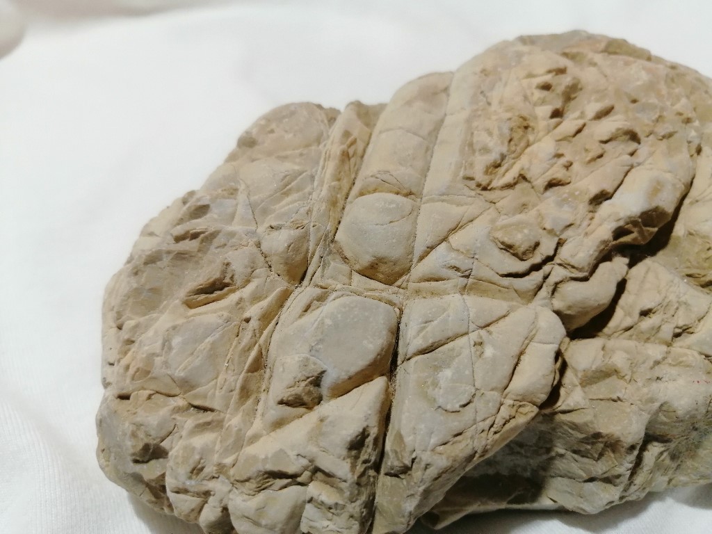 ResizerImage1024X7682